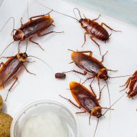 Cockroach and crawling pes